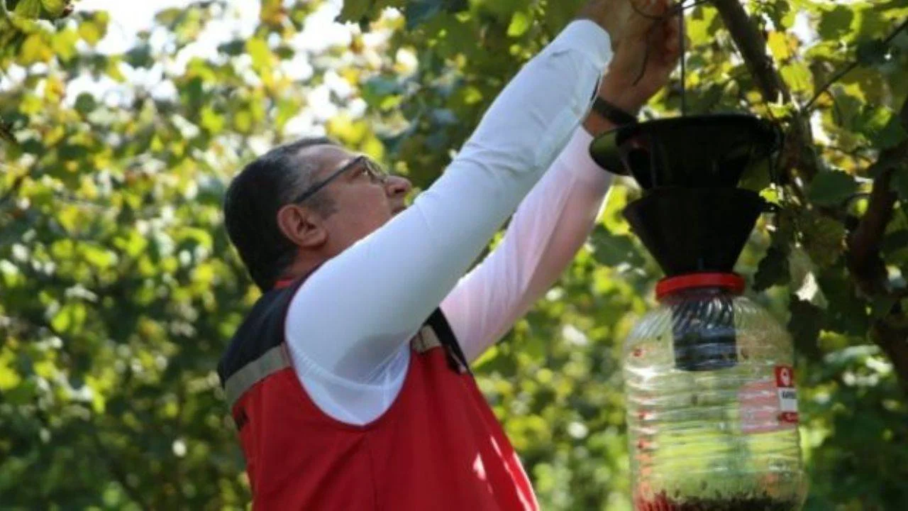 Ordu'da kahverengi kokarca ile mücadele: 2 bin 200 feromon tuzak asıldı