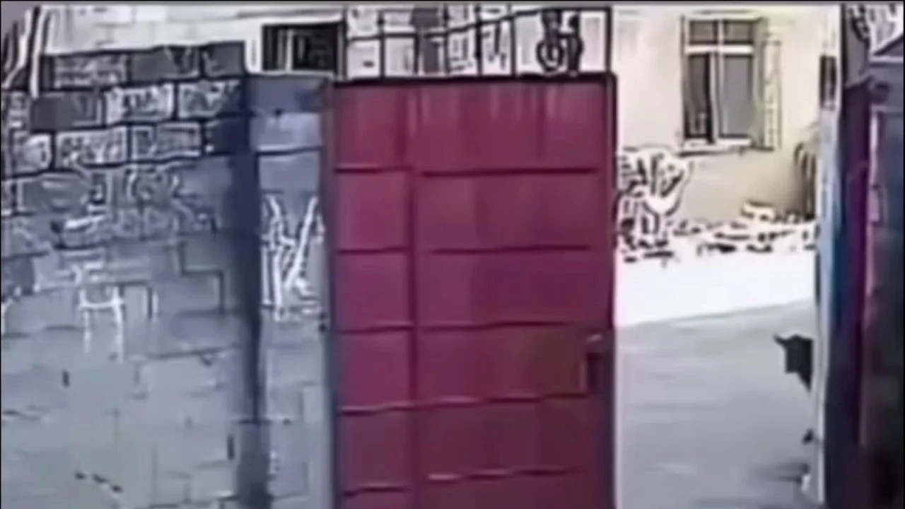 Bahçede oynayan çocuklar, ineğin görülmesiyle panikledi