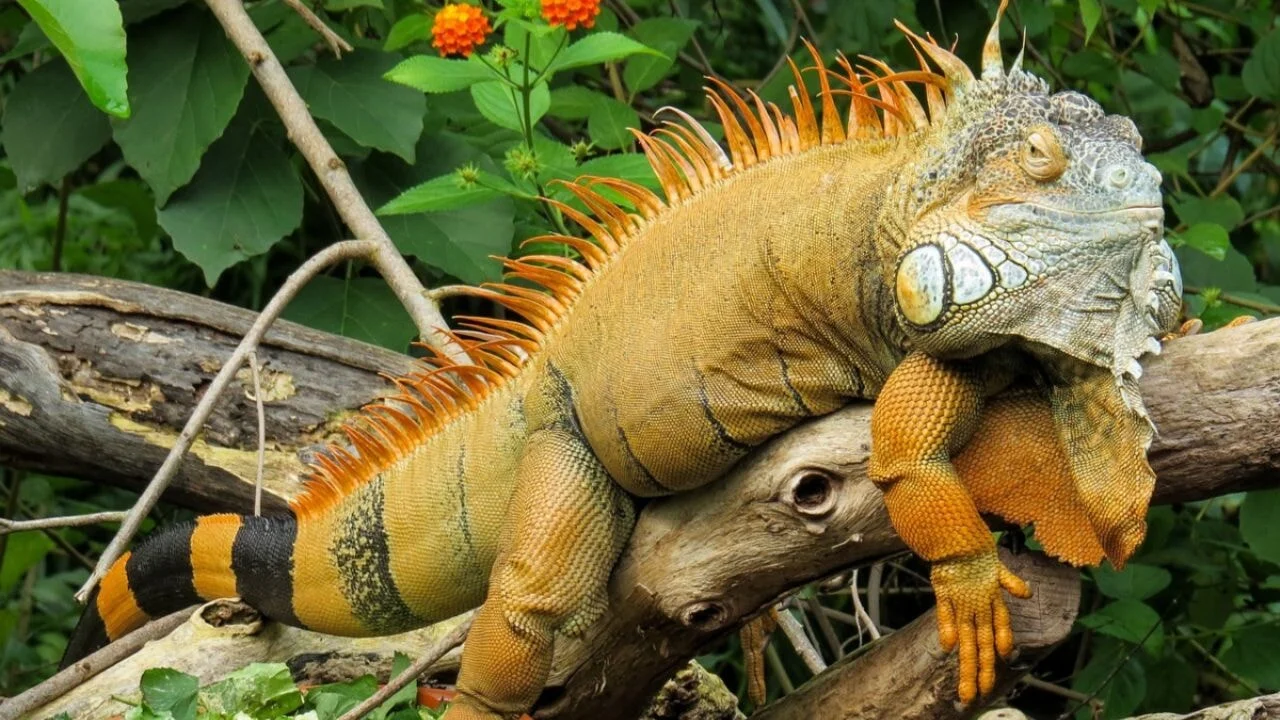 120 binden fazla iguana itlaf edilecek