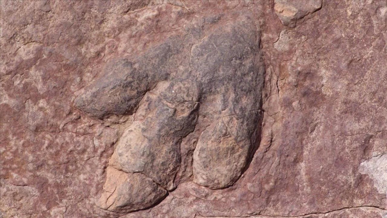 166 milyon yıllık dinozor ayak izleri keşfedildi