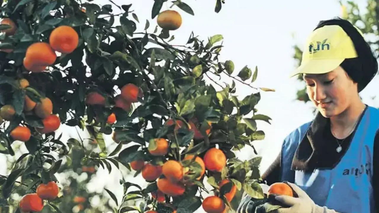 Türkiye, narenciye üretiminde Çin ve Hindistan'ı geride bıraktı