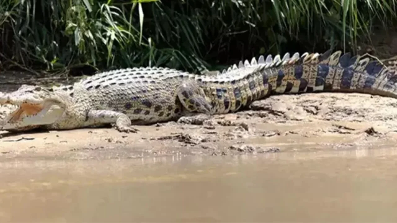 10 yaşındaki çocuk timsah tarafından kaçırıldı!