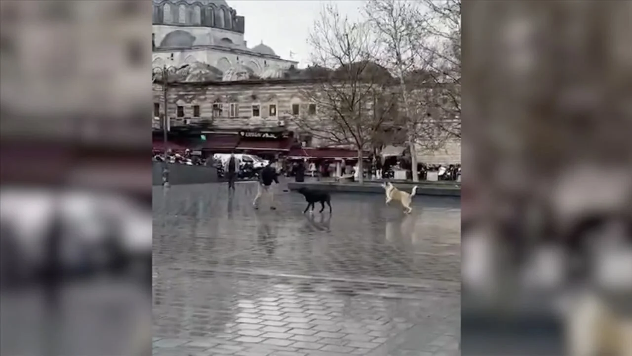 Sahipsiz köpekler neredeyse parçalıyordu!