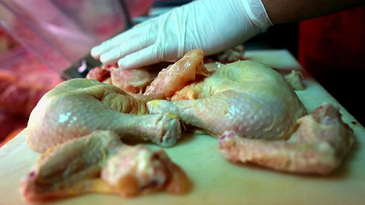 Salmonella tehlikesine karşı aşı hamlesi