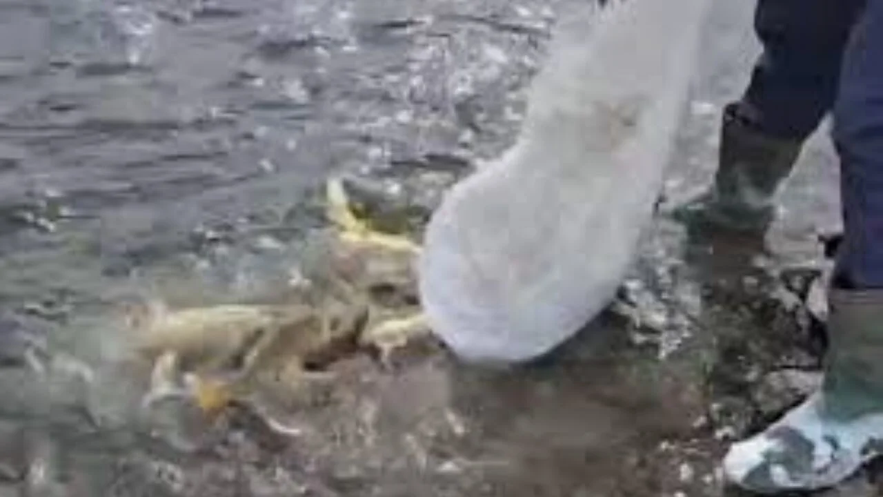 Aras Nehri'nde balık ölümleri artıyor