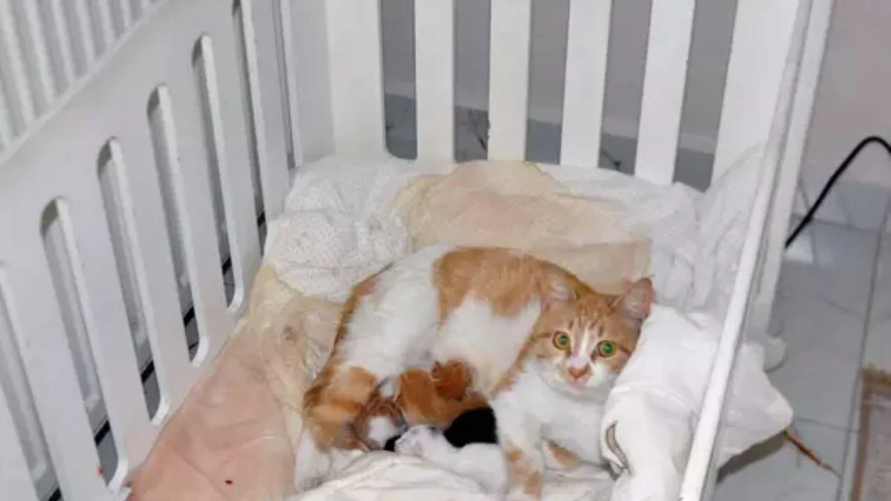 Açık pencereden eve giren kedi, bebek beşiğinde doğurdu