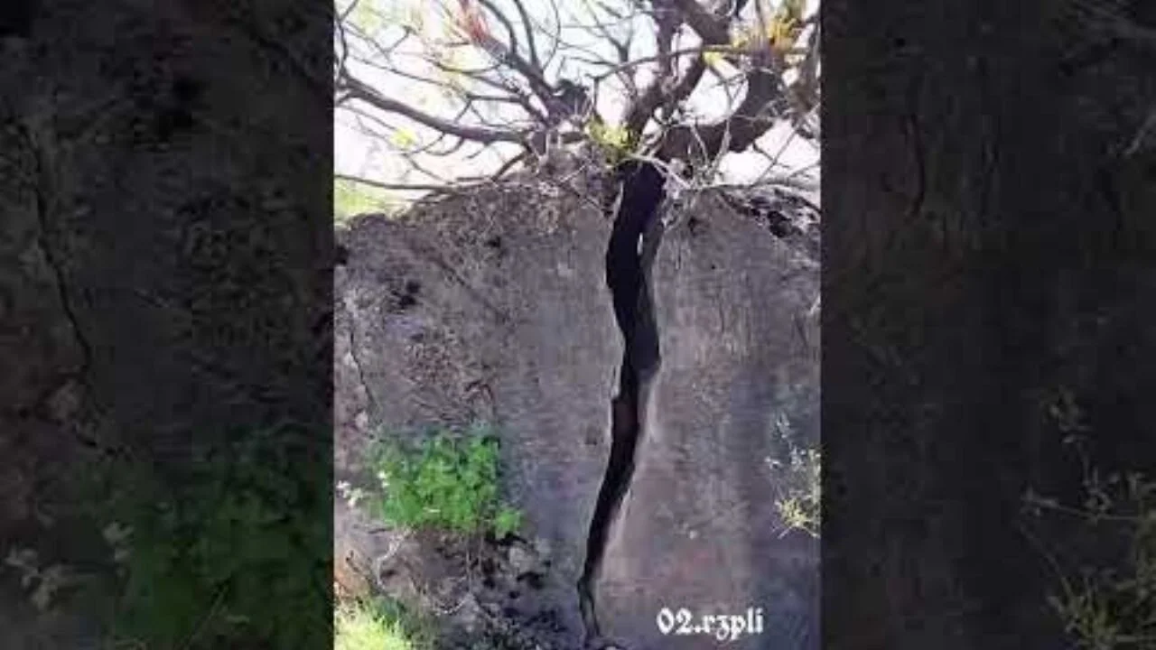 Bir ağacın sabrı devasa kayayı ikiye ayırdı