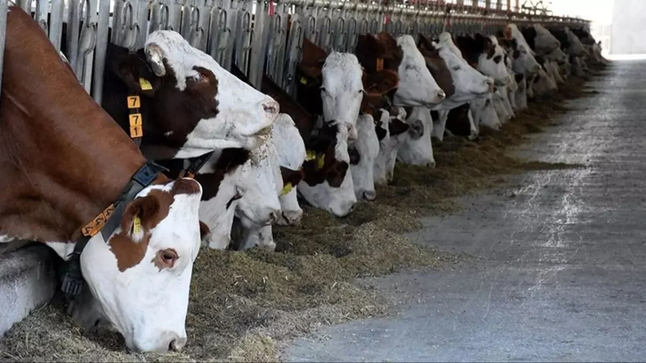 Kurban Bayramı öncesi flaş karar: Hayvan taşımada yeni kurallar