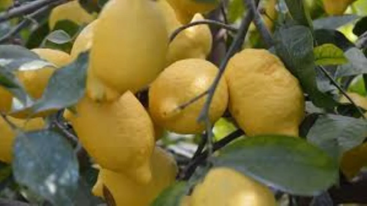 Türkiye, limon ihracatını 8 Nisan itibariyle durdurdu