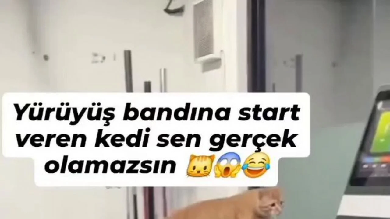 Yürüyüş bandını çalıştıran sevimli kedi sosyal medyada gündem oldu