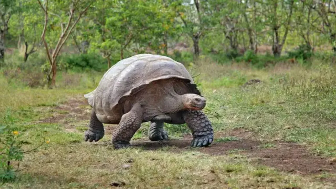 Dünyanın en çok yaşayan 10 hayvanı