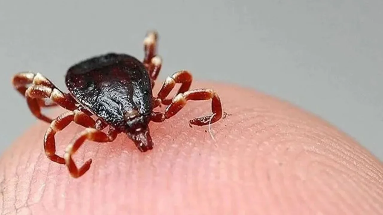 Sivas'ta kene ısırdı, genç fert kurtarılamadı