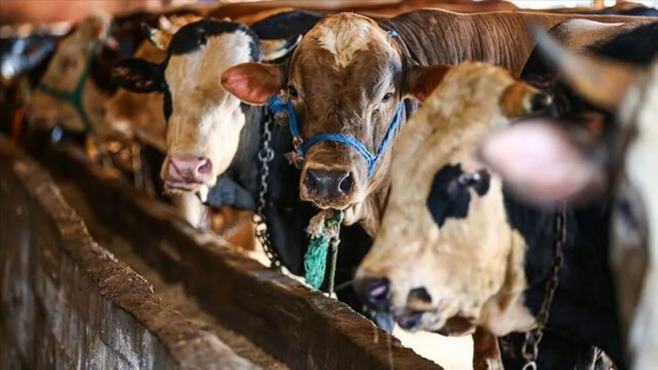 Vekaletle kurban ibadetinde yeni dönem: 2025 kurban bedelleri açıklandı mı?