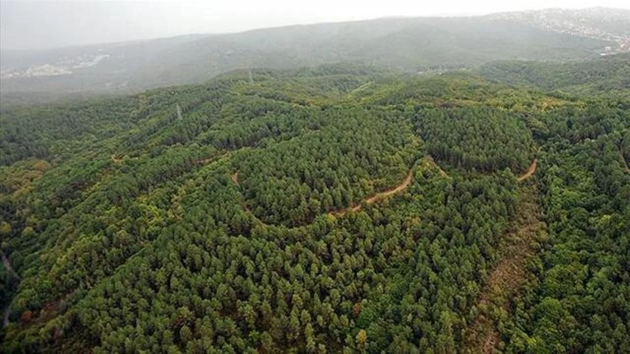 Ankara'da orman yangınları için ateş yakma yasağı resmen başladı