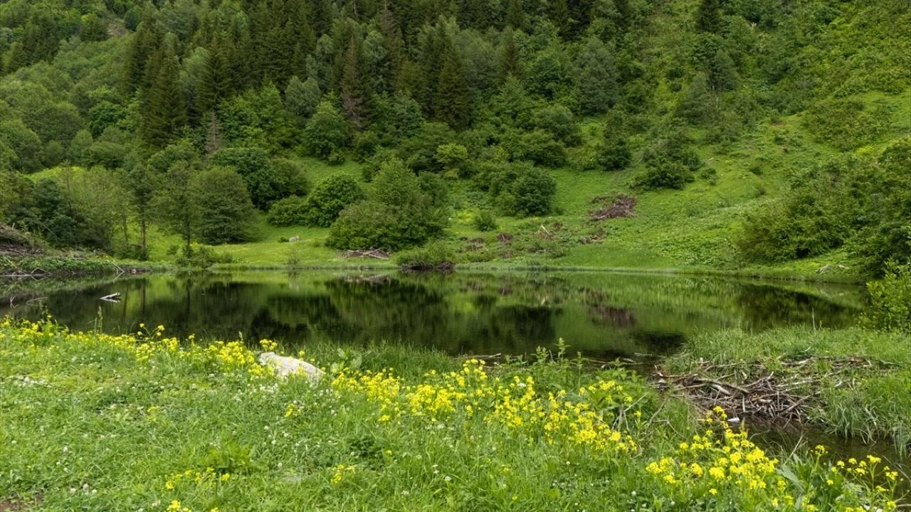Artvin'in yaylaları yeşilin farklı tonlarıyla doğaseverleri ağırlıyor