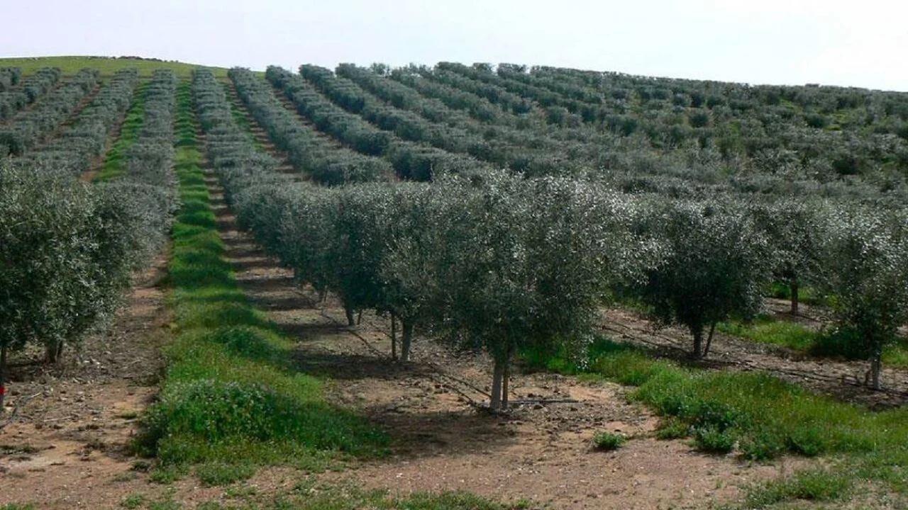 Enerji ve maden alanlarında yeni düzenleme: Zeytinlikler ne olacak?