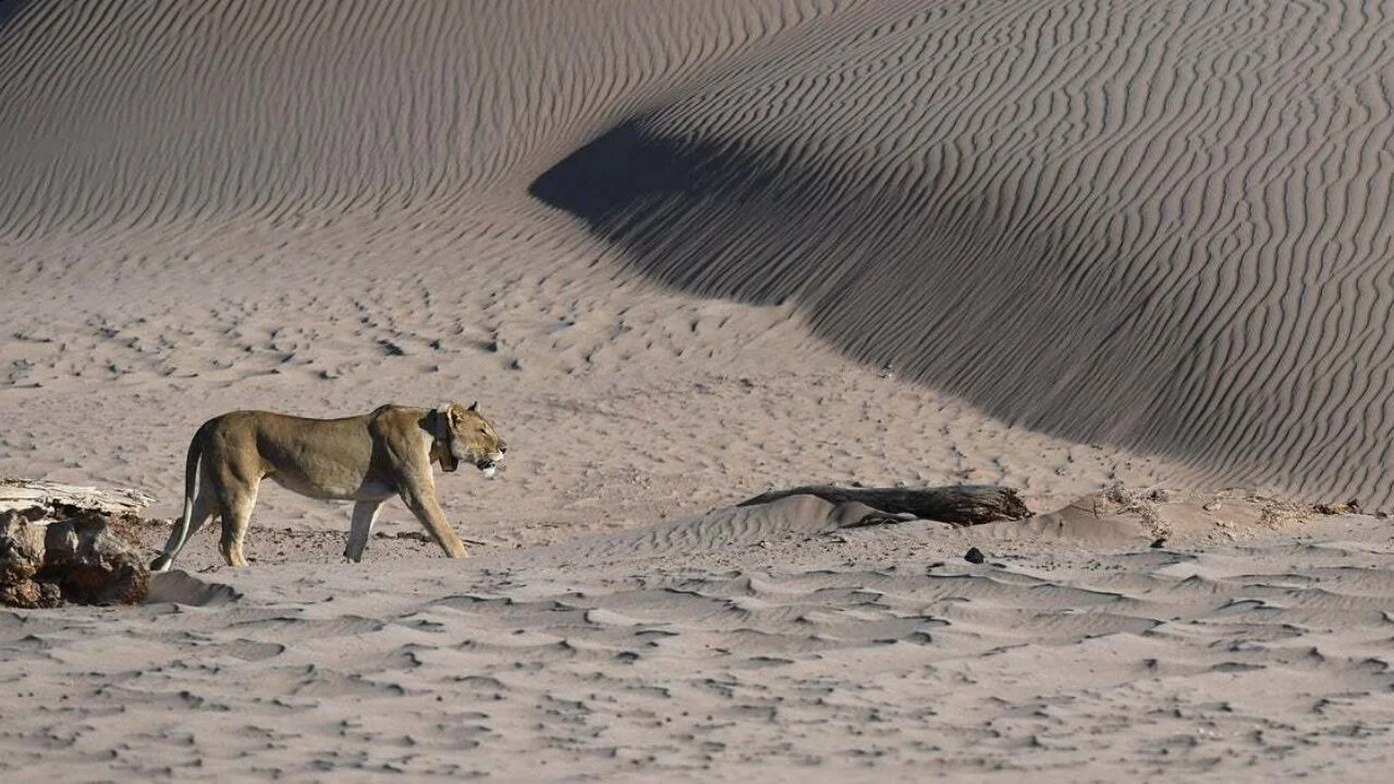 Ünlü iş insanı safaride aslan saldırısında öldü
