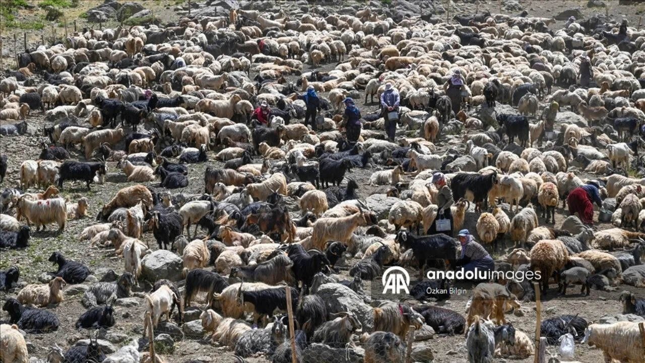 Hakkari yaylalarında otlatılan sürüler sağım için zorlu yolları aşıyor