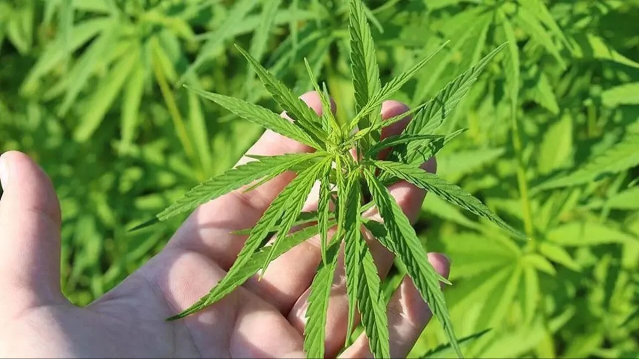 Tıbbi kenevir nasıl üretilecek? Kenevir üretimi için hangi izinler gerekiyor? Hangi bakanlık yetkili olacak?