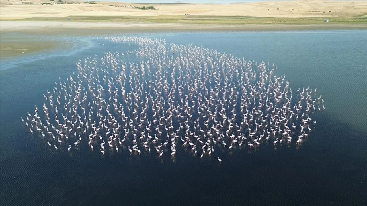 Yozgat'ta flamingolar jandarma ekiplerince korunuyor