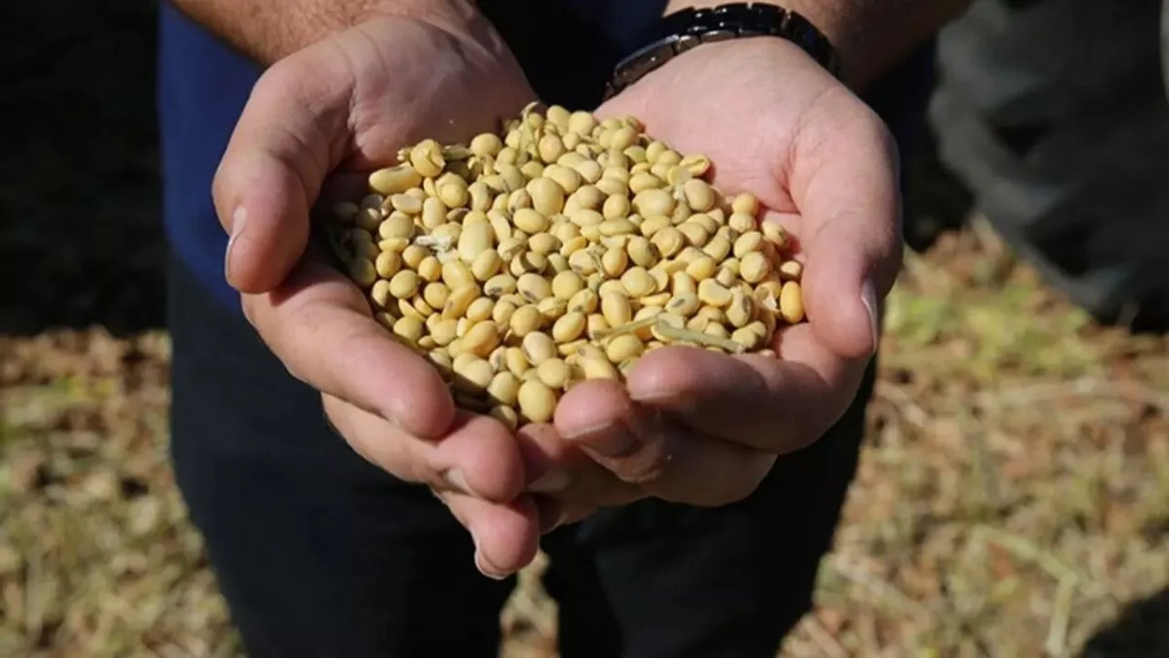 Yeni tarım desteği açıklandı! Soya üreticisine ek ödeme