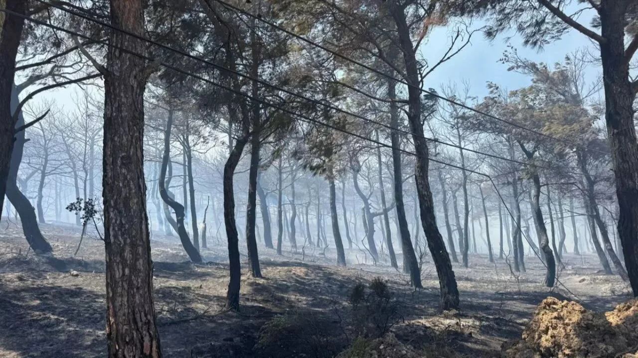 Orman yangınlarında hayvan kurtarmada en önemli ilk adımlar