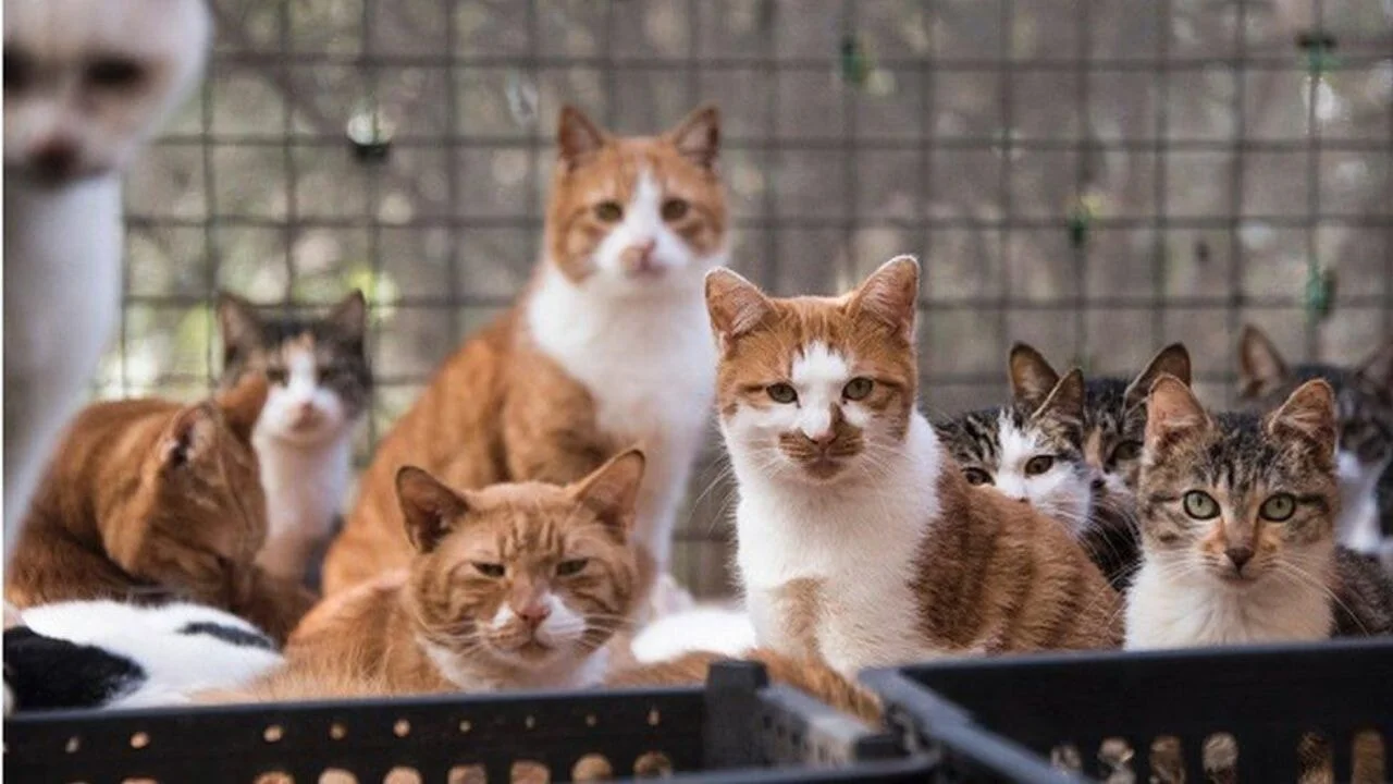 İnternette kedi işkencesi: Çin'de başladı, dünyaya yayıldı
