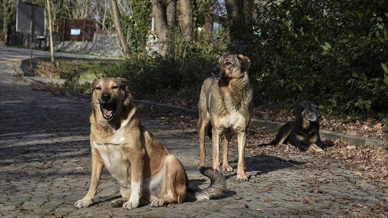 İstanbul Valiliğinden başıboş köpekleri toplatma kararı