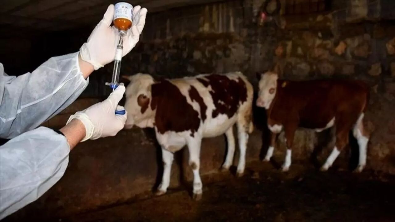 Çiftçilere kritik uyarı: Virüsle mücadelede tek tedavi aşı