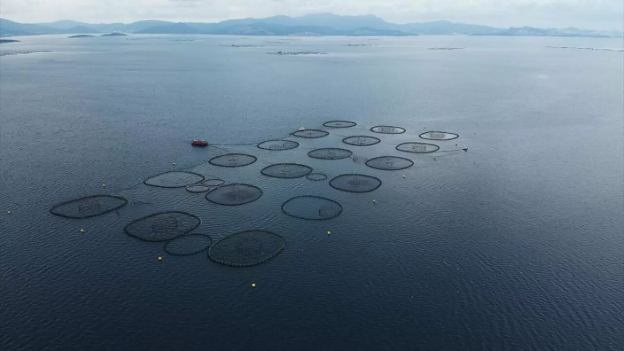 Doğu Karadeniz'den su ürünleri ihracatı, bölgenin ekonomik gelişimine katkı sağlıyor
