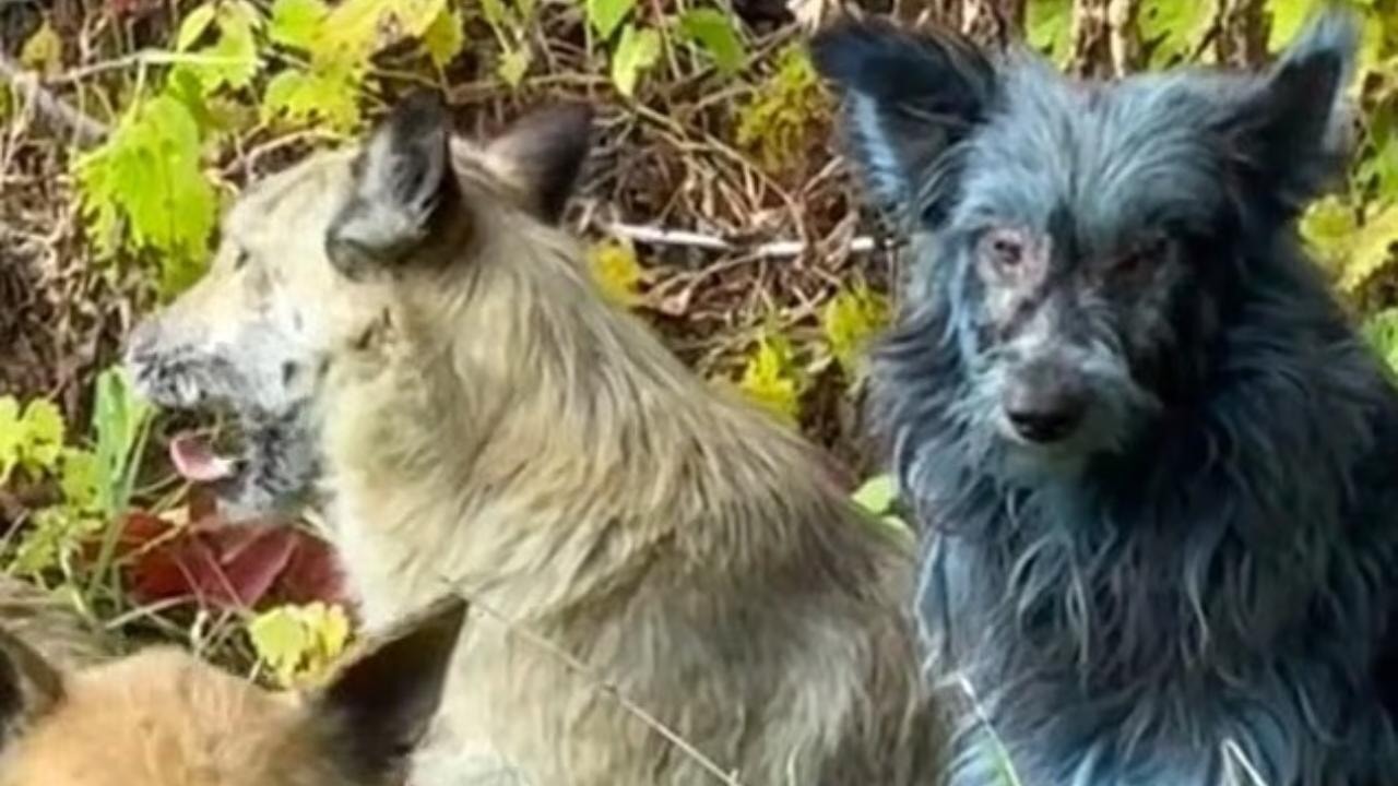 Ukrayna'da 'mavi köpekler' görüldü: Araştırmacılar şaşkın...