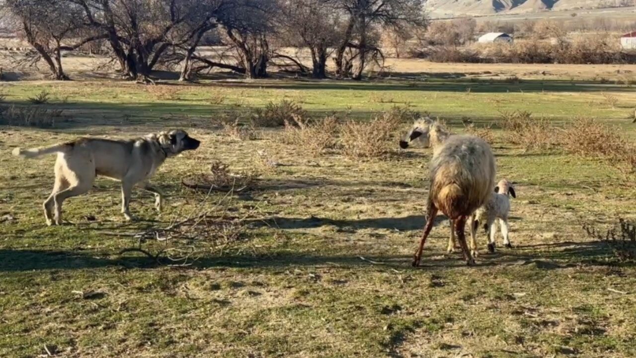 Anne koyun kuzusunu korumak için köpeğe karşı siper oldu