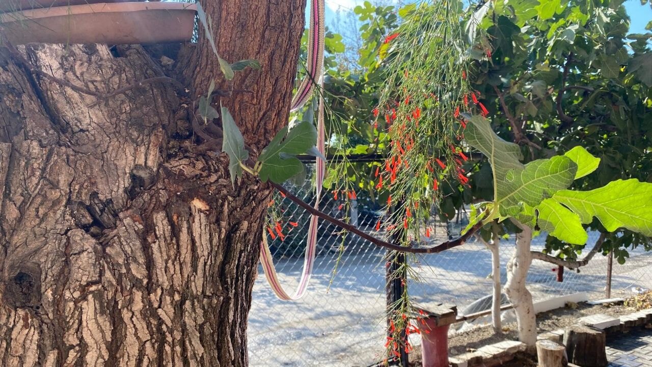 Dut gövdesinden çıkan incir şaşırttı
