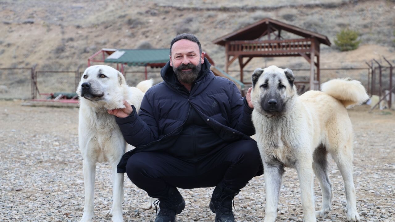 Kurtlar yerleşim yerlerine dadandı, uzmanı çare olarak Kangalları gösterdi