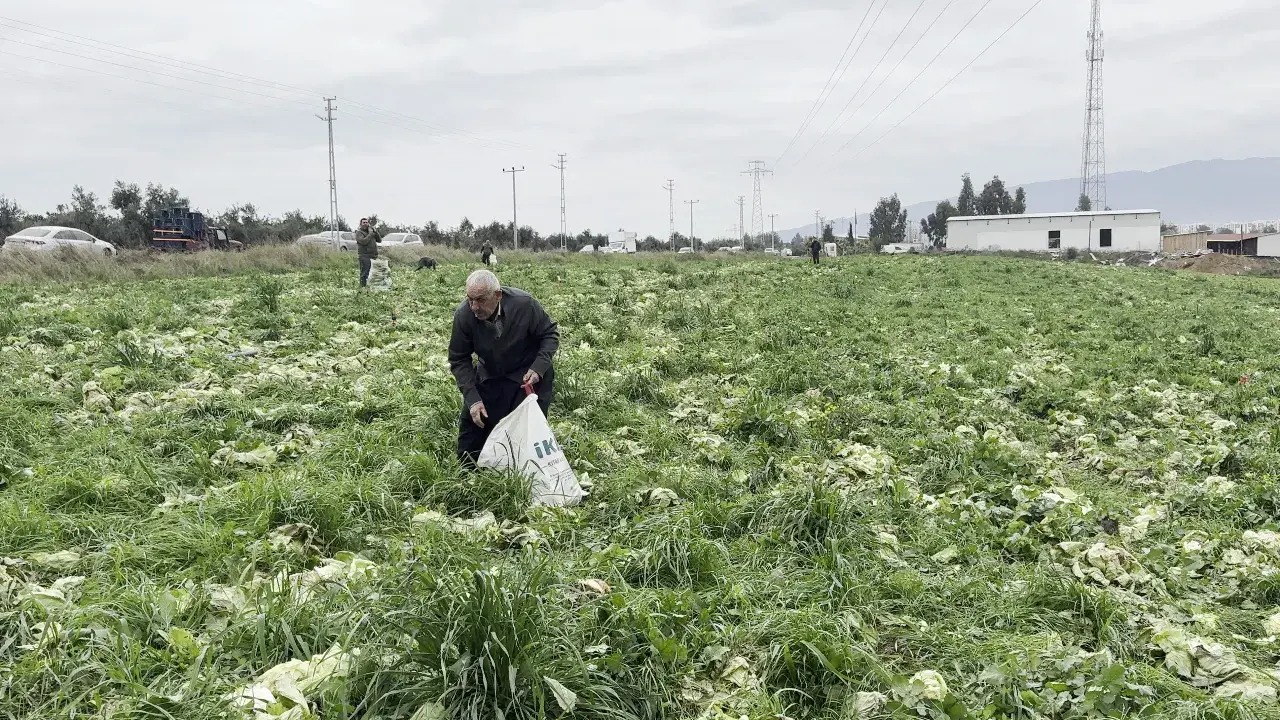 Para etmeyince bedava dağıttı! Çuvallarla tarlaya gelip ne var ne yok topladılar