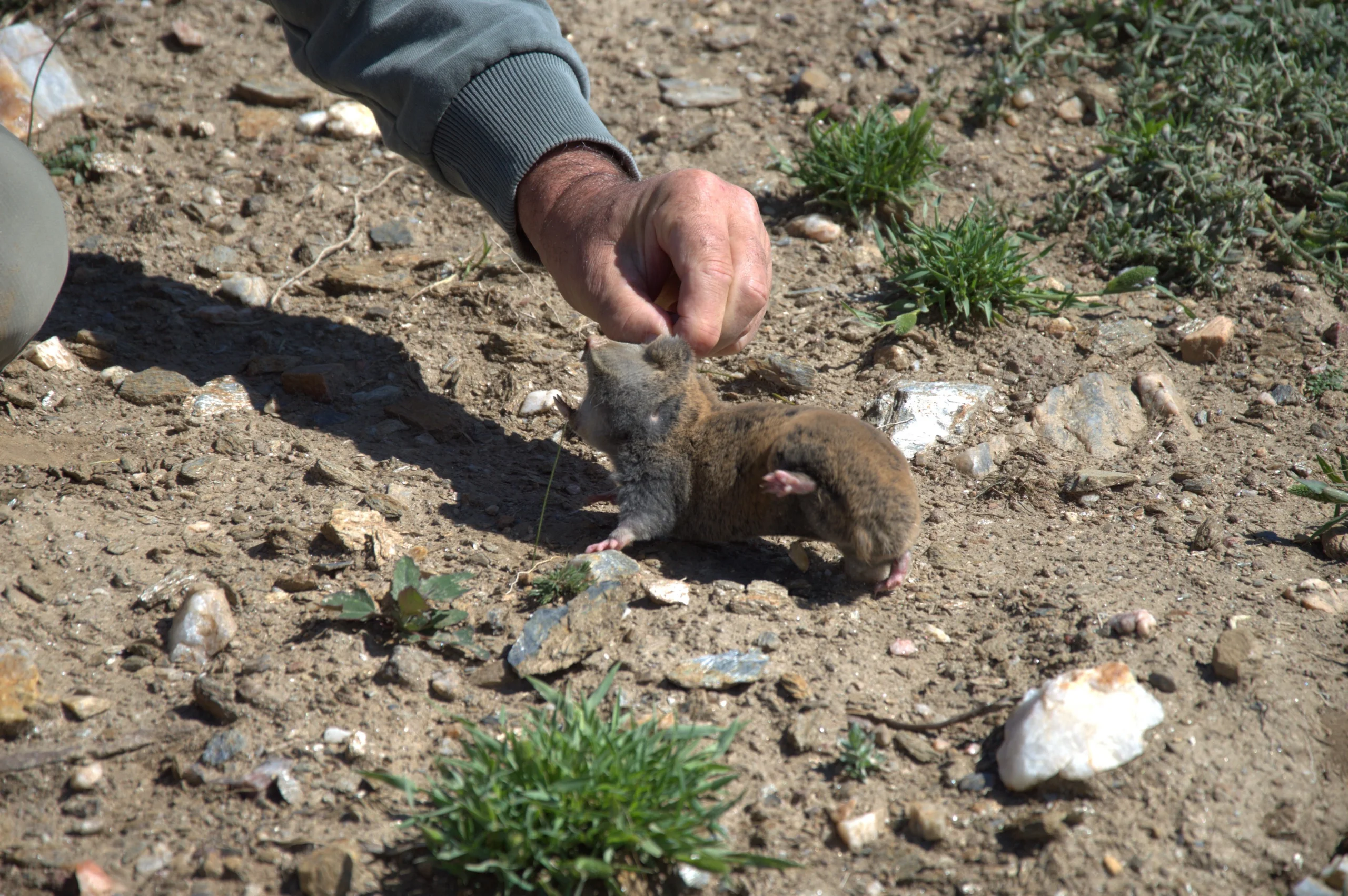 17 yeni memeli türü keşfedildi