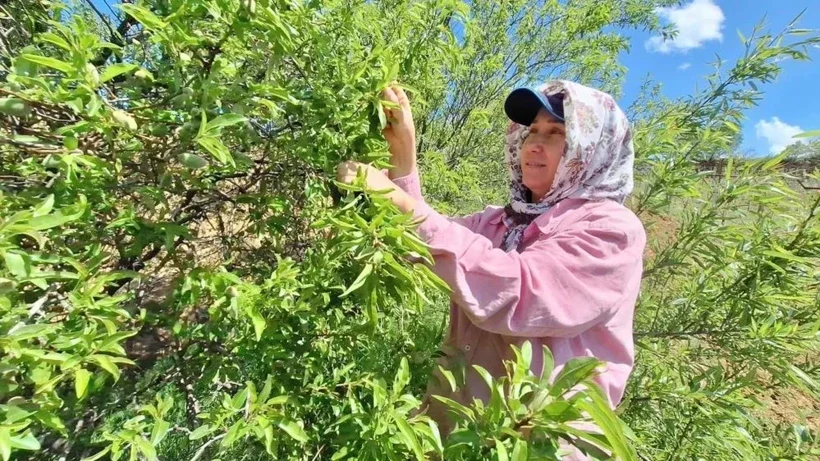 Baharın habercisi tezgaha indi: Üretici verimden memnun