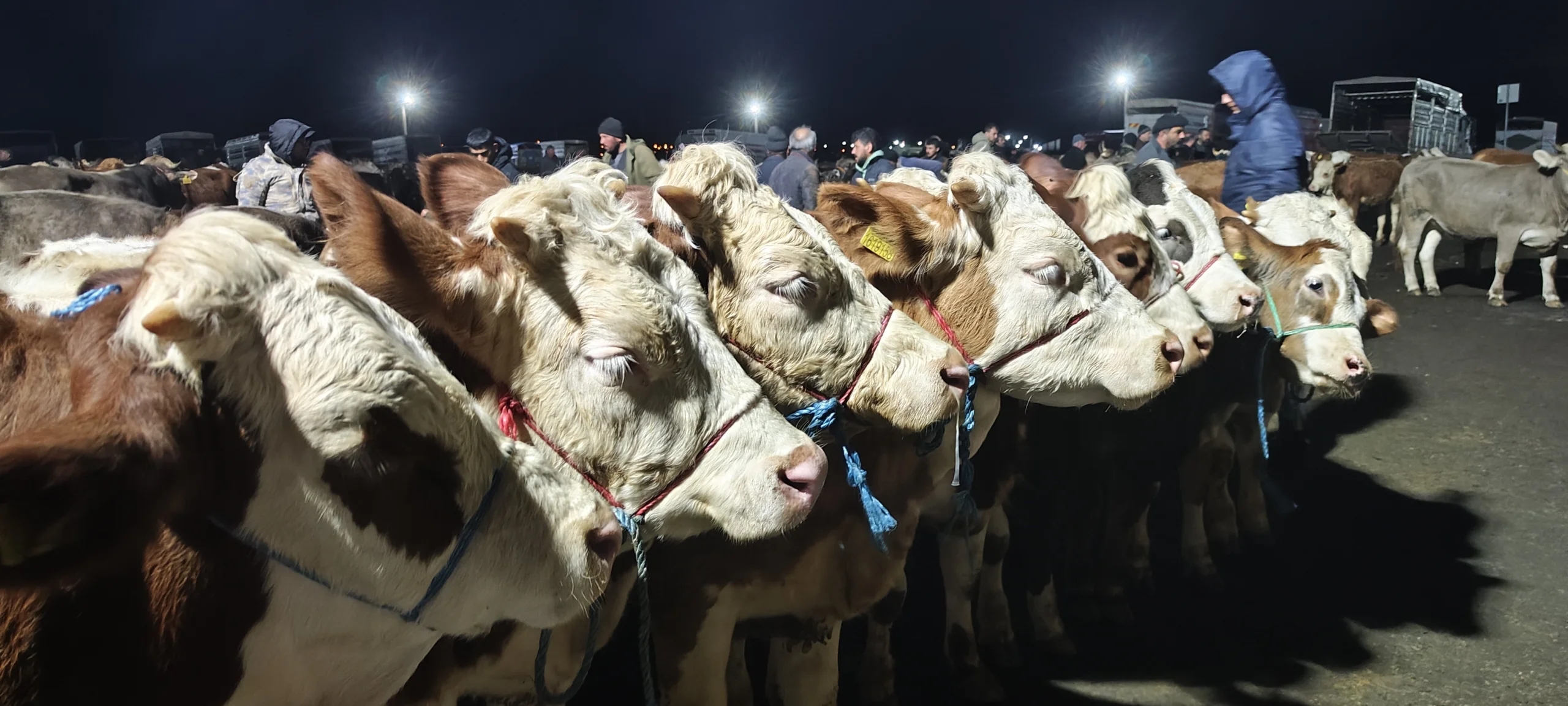 Kurbanlıklar pazara çıkmaya başladı! İşte kurbanlık fiyatları