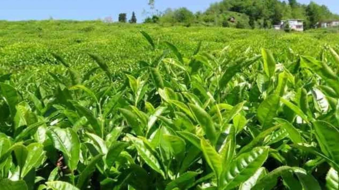 Of Ziraat Odası'ndan yaş çay için 35+3 TL fiyat talebi