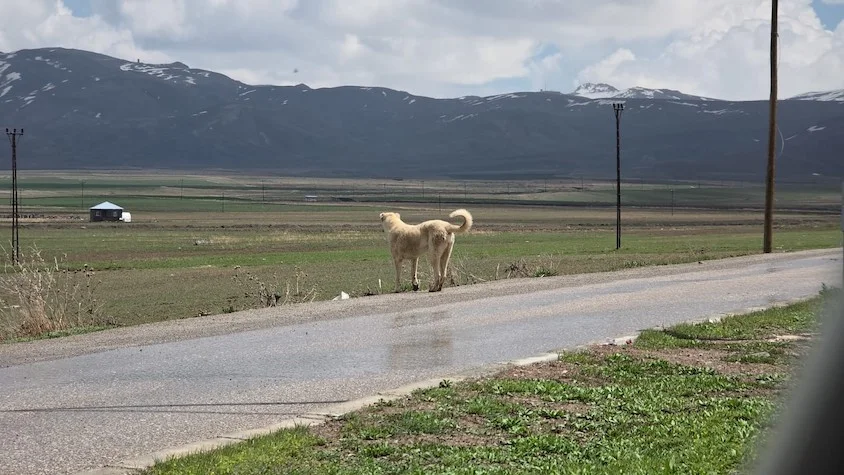 Ölümlü başıboş köpek saldırısının görüntüleri ortaya çıktı