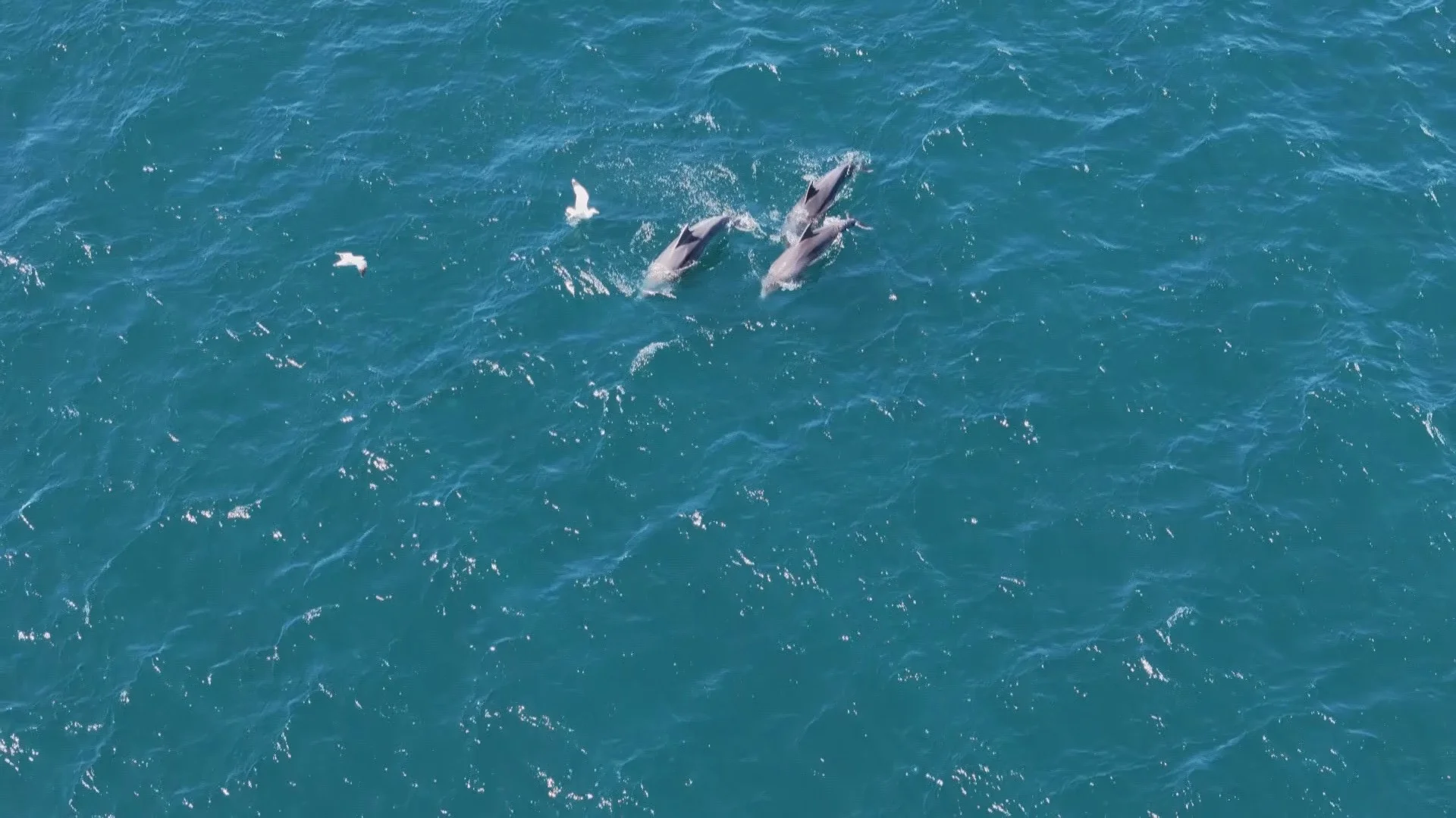 Yunuslardan Boğaz’da görsel şölen