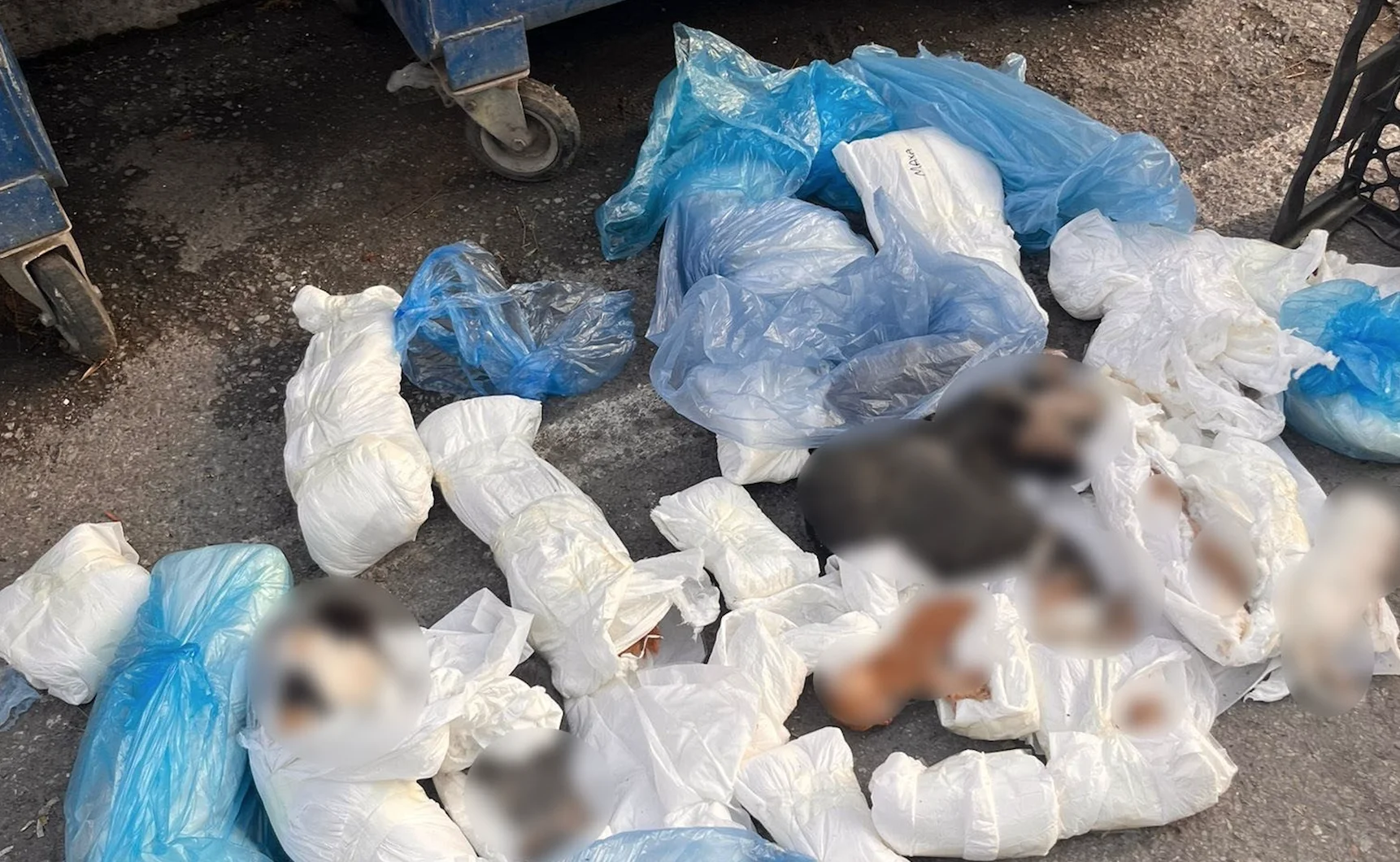 33 kedinin katil zanlısı veteriner çıktı!