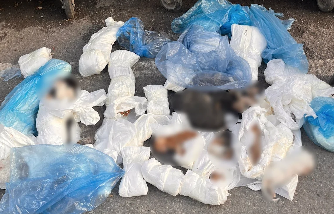 İzmir'de kedi katliamı: 33 ölü kedi bulundu