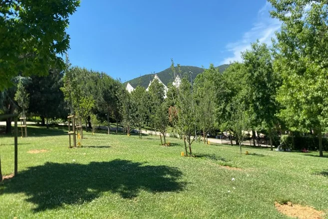 İBB, park ve bahçelere meyve ağaçları dikiyor