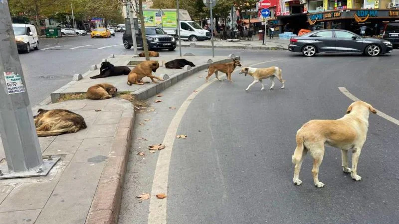 İçişleri Bakanlığı sokak köpekleri için harekete geçti: Narman ve Köyceğiz'e soruşturma, Hilvan'a inceleme