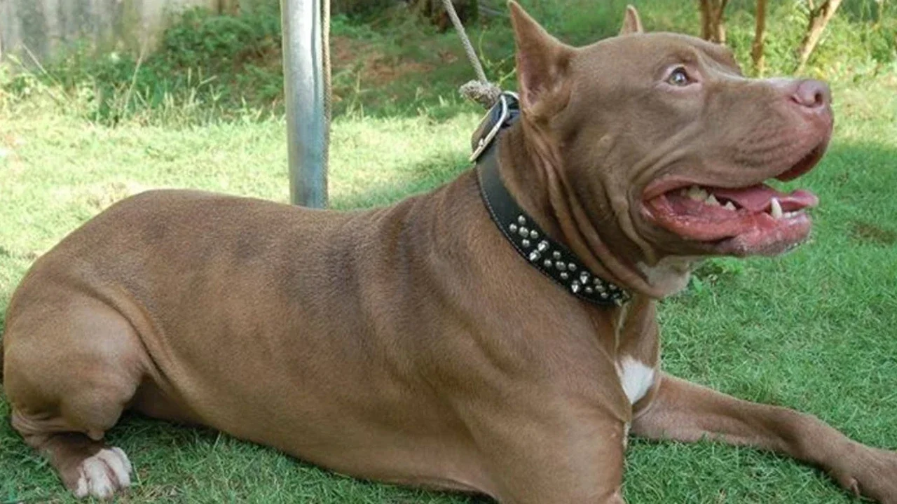 Pitbull köpek silah sayılır mı, beslemek suç mu? Cezası ne kadar?