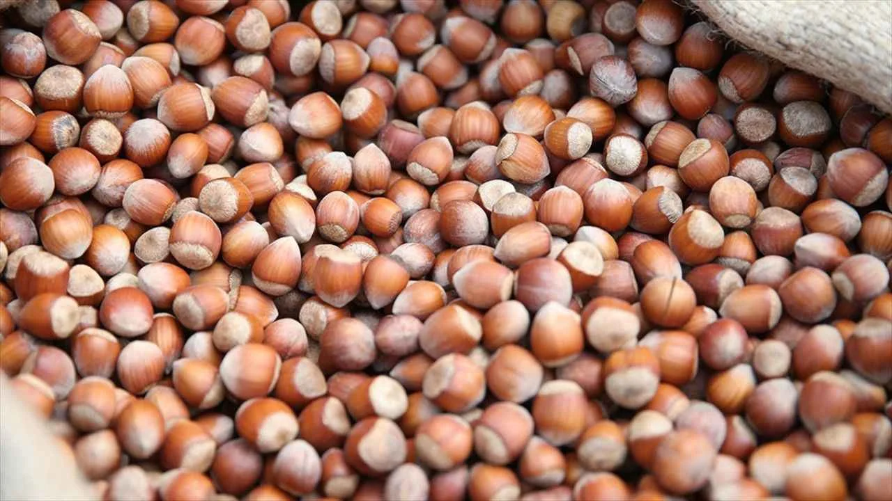 24 Ağustos 2026 fındık fiyatlarında yükseliş: Serbest piyasada son durum
