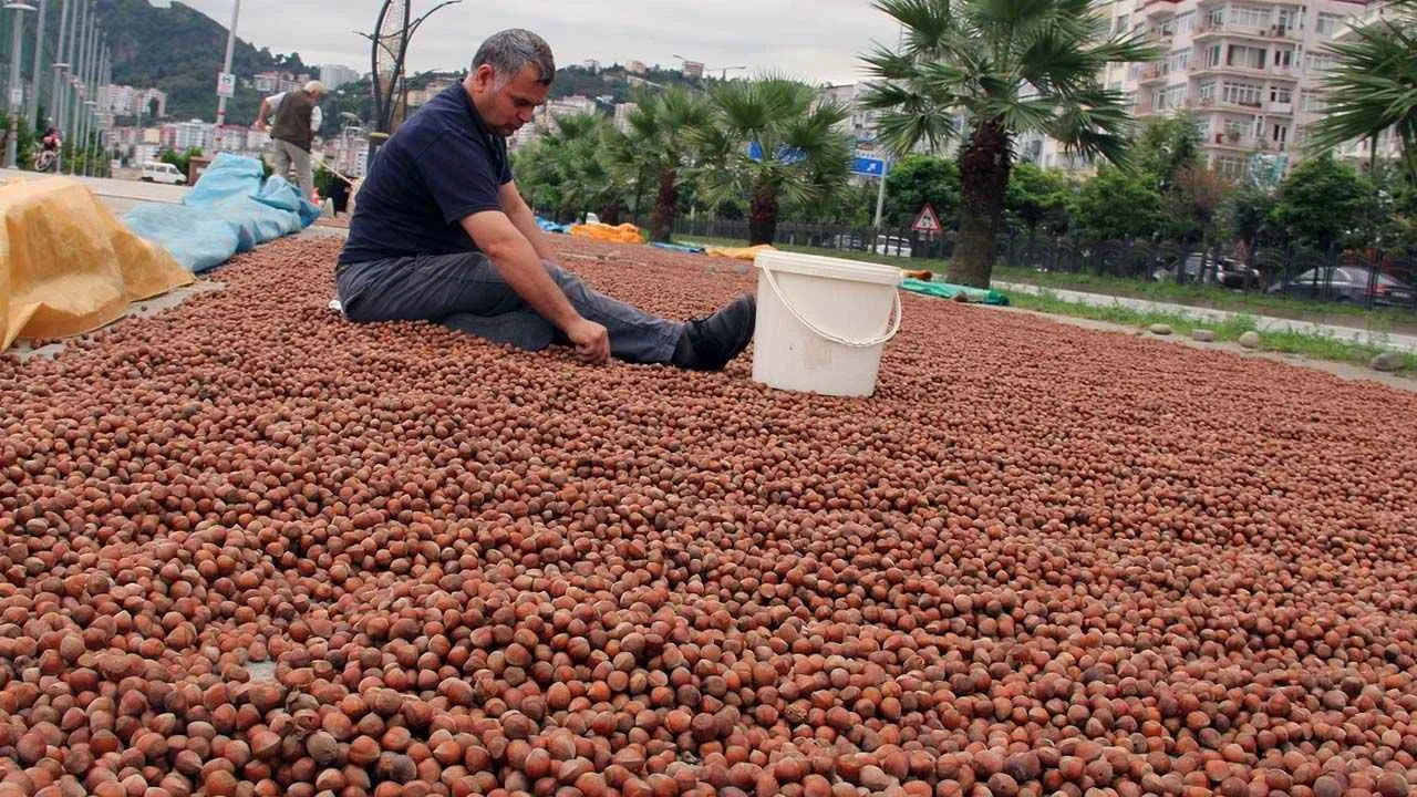 28 Ağustos 2026 Cuma il il ilçe ilçe güncel fındık fiyatları: Giresun-Trabzon 200 aştı