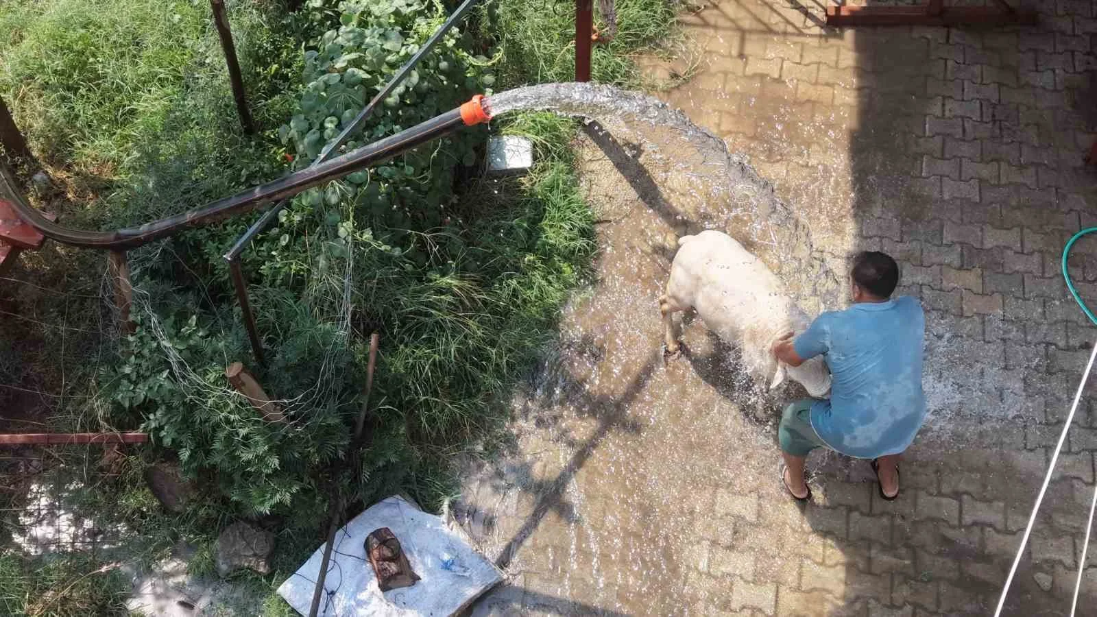 Adana'da sıcaklık 42 derece! Sıcaktan bunalan koyunlara ilginç çözüm