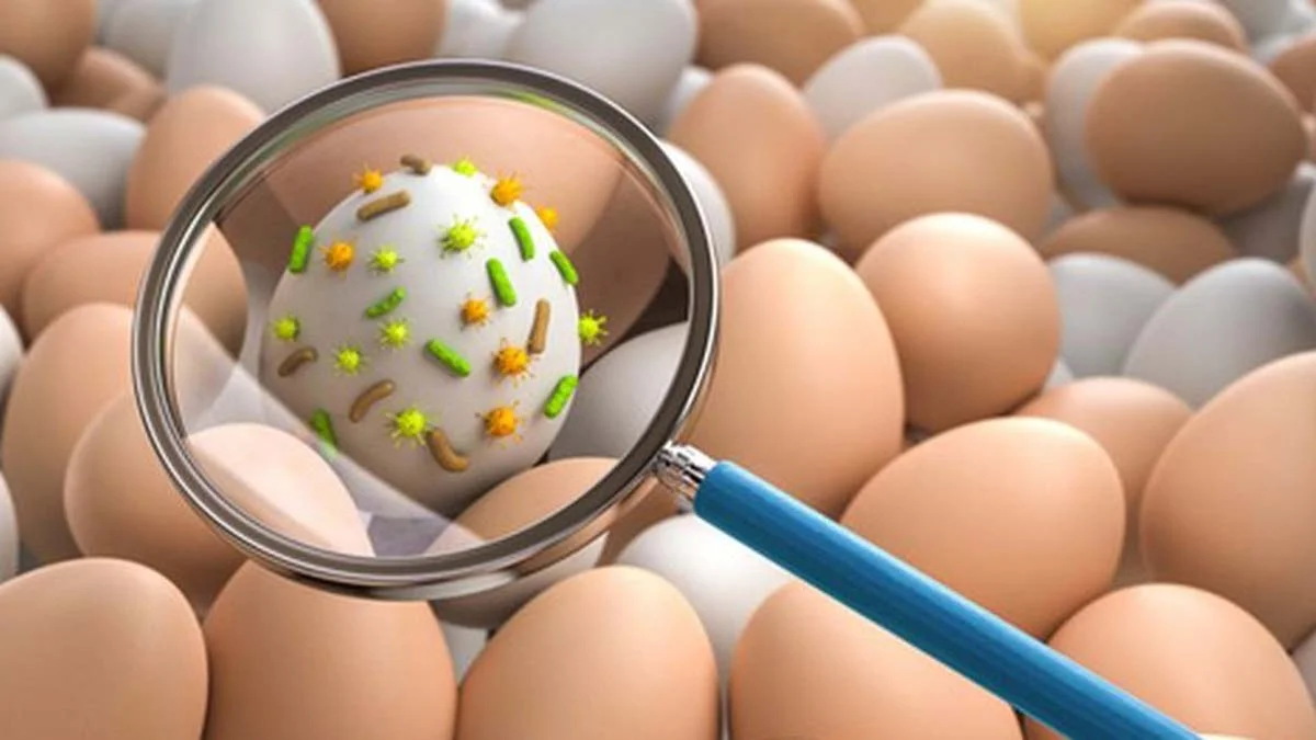 Hijyenin-olmadigi-yerlerde-salmonella-riski-var